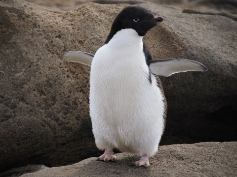 アデリーペンギンの写真
