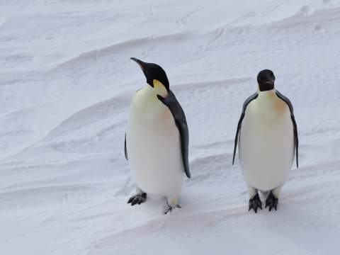 皇帝ペンギンの写真