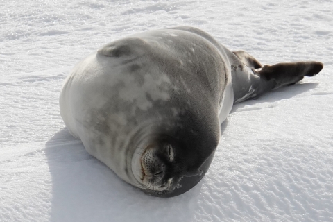 海氷に寝そべっているアザラシの写真