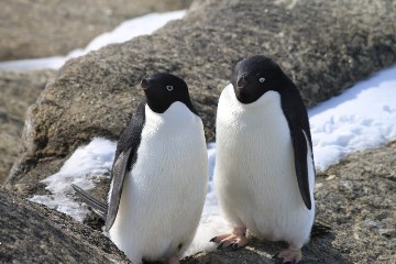 アデリーペンギンの写真