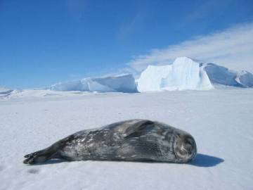 海氷に寝そべっているアザラシの写真