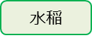 水稲